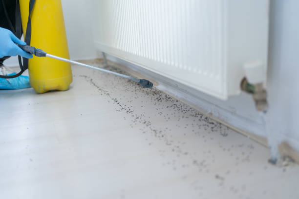 Flea Control Services in Wolcott, IN